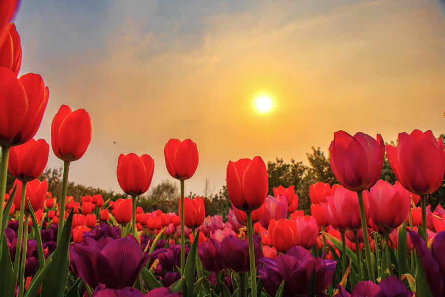 Blooming tulips enchant visitors in Tai'an