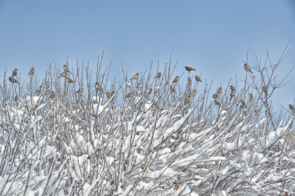 Snow-covered Shenyang in spring