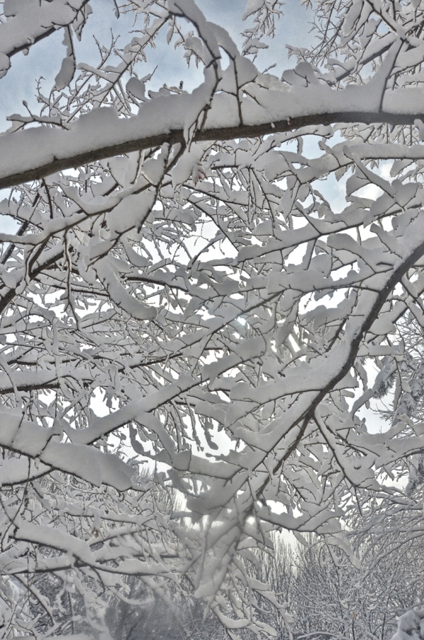 Snow-covered Shenyang in spring