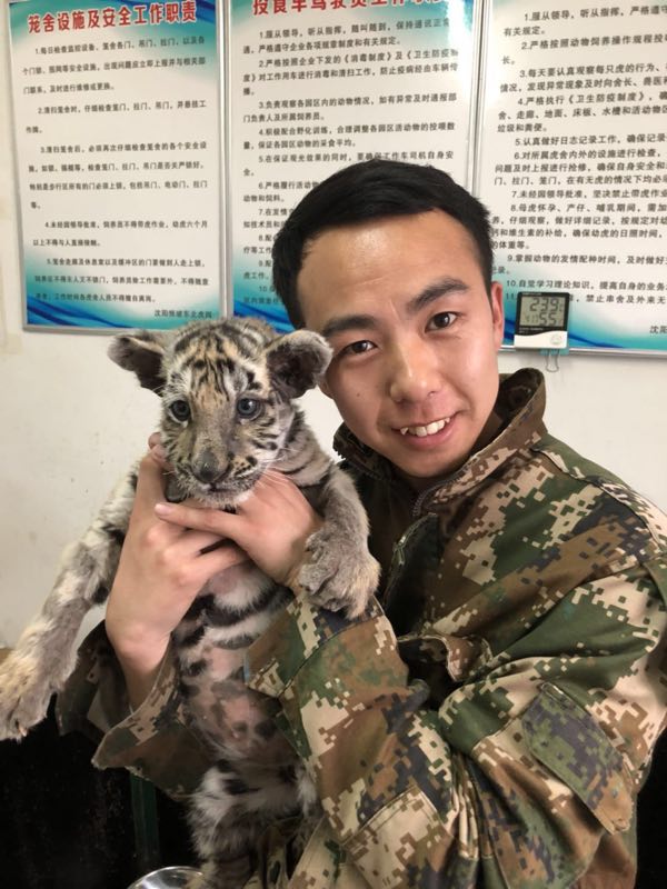 Keeper cares for abandoned tiger cub