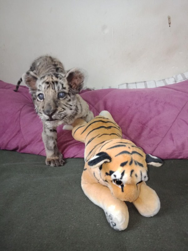 Keeper cares for abandoned tiger cub