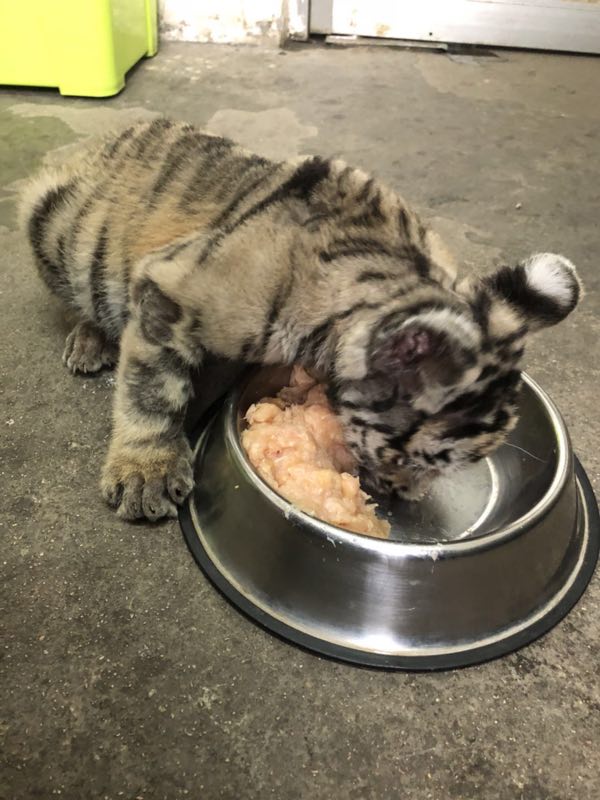 Keeper cares for abandoned tiger cub