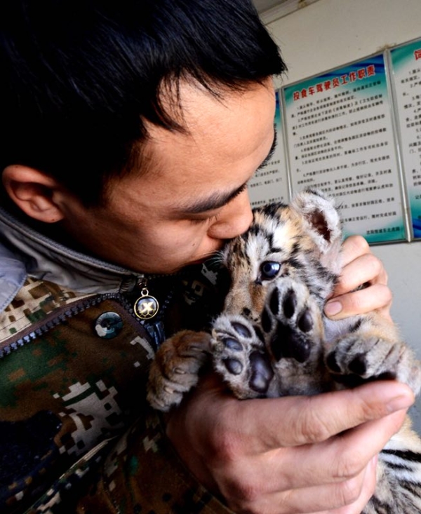 Keeper cares for abandoned tiger cub