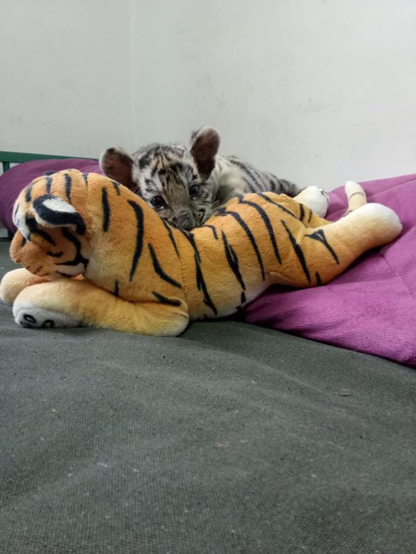 Keeper cares for abandoned tiger cub