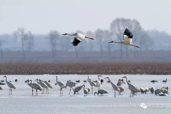 Siberian crane festival to take place in Faku, Shenyang