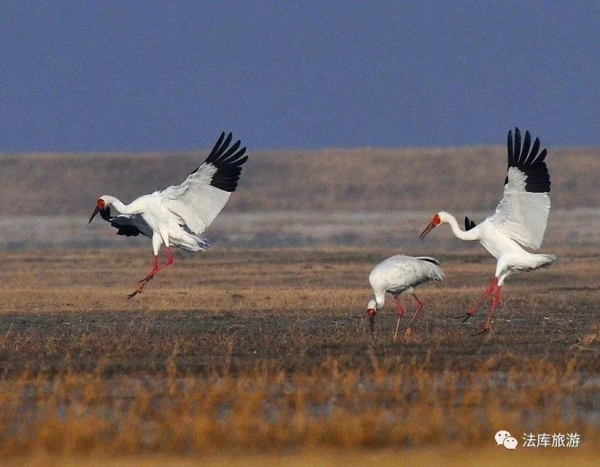 Siberian crane festival to take place in Faku, Shenyang