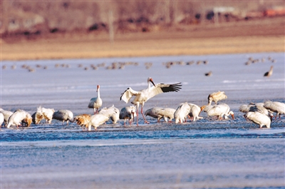 Siberian crane festival opens in Shenyang