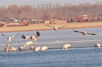 Siberian crane festival opens in Shenyang