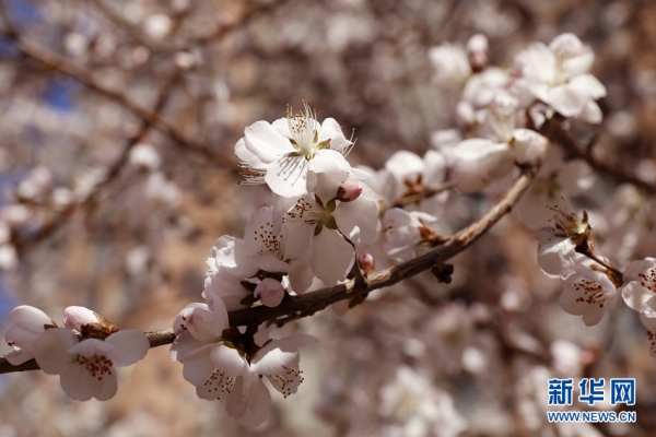 Flowers bloom in Shenyang