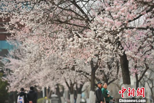 Peach blossoms decorate Shenyang Normal University