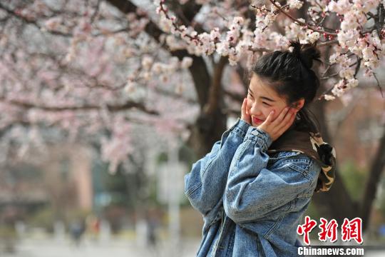 Peach blossoms decorate Shenyang Normal University