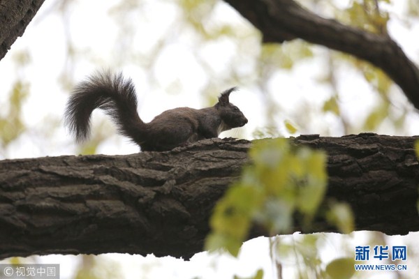 Squirrels in Zhongshan Park amuse Shenyang residents