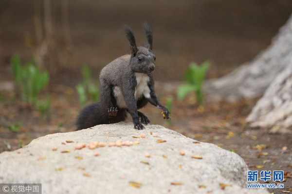 Squirrels in Zhongshan Park amuse Shenyang residents
