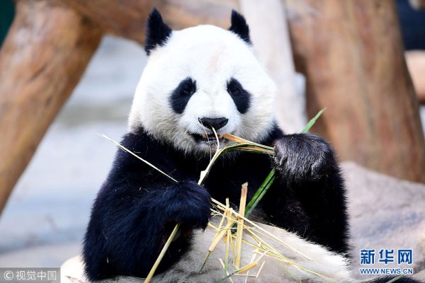 Giant pandas play at Shenyang Forest Zoological Garden