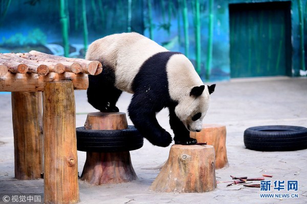 Giant pandas play at Shenyang Forest Zoological Garden