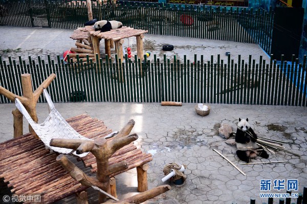 Giant pandas play at Shenyang Forest Zoological Garden