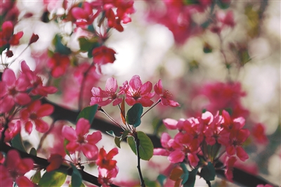 Begonia flower festival opens in Shenyang
