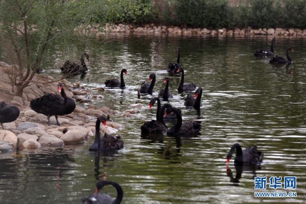 Black swans in Changbai Island Forest Park