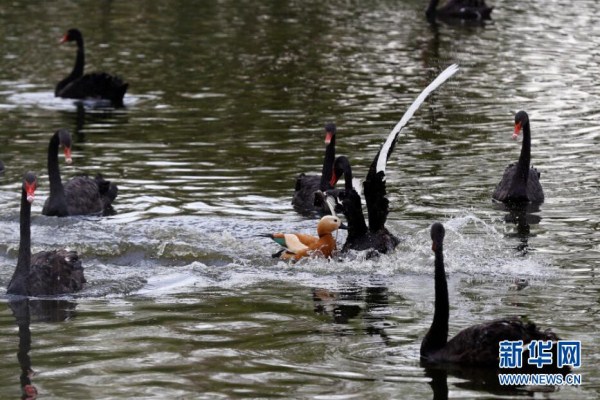 Black swans in Changbai Island Forest Park