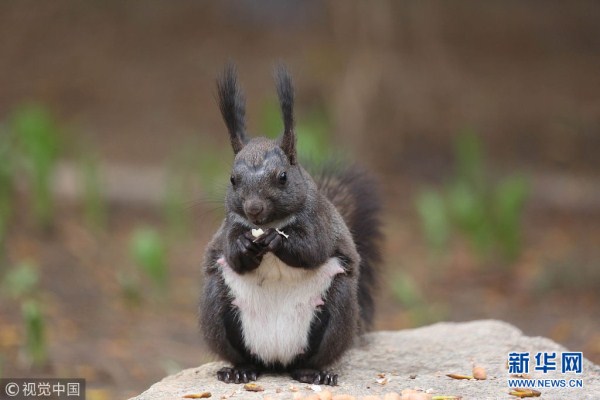 Internet goes nuts over campus squirrels