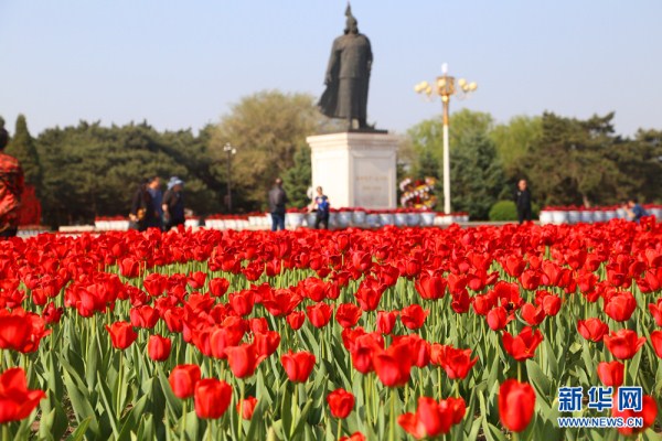 Tulips in Beiling Park lure Shenyang residents