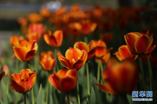 Tulips in Beiling Park lure Shenyang residents