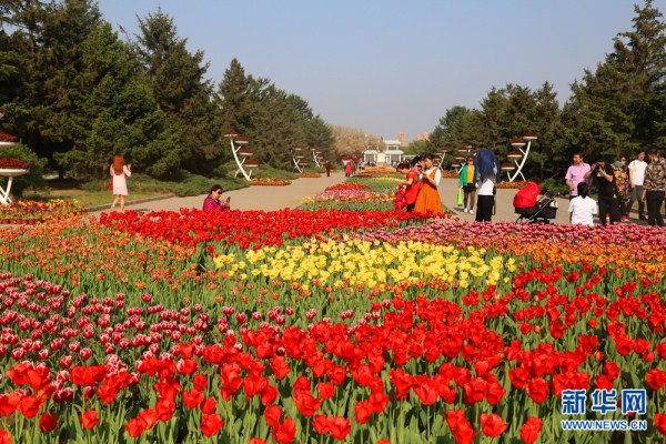 Tulips in Beiling Park lure Shenyang residents