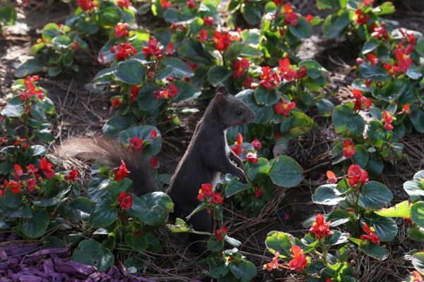 Squirrel looks for food in Beiling Park