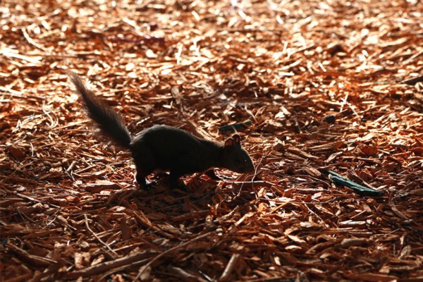 Squirrel looks for food in Beiling Park