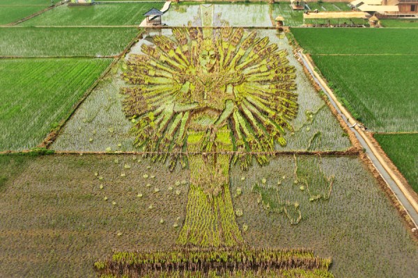 3D paddy field 'art' a highlight of Shenyang