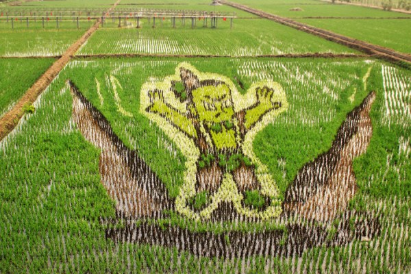 3D paddy field 'art' a highlight of Shenyang