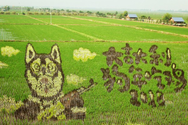3D paddy field 'art' a highlight of Shenyang