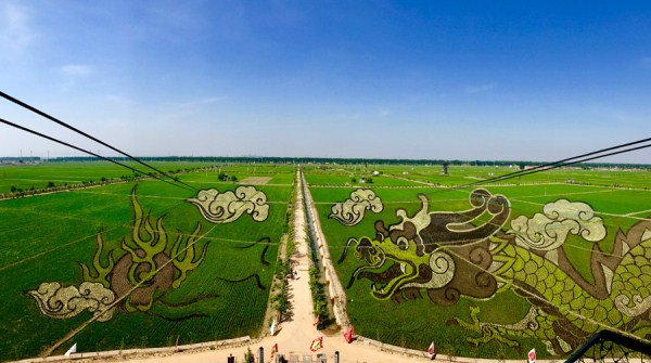 3D paddy field 'art' a highlight of Shenyang