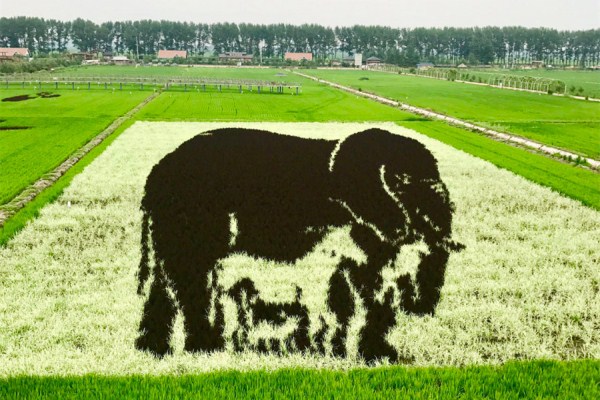 3D paddy field 'art' a highlight of Shenyang