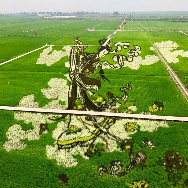 3D paddy field 'art' a highlight of Shenyang