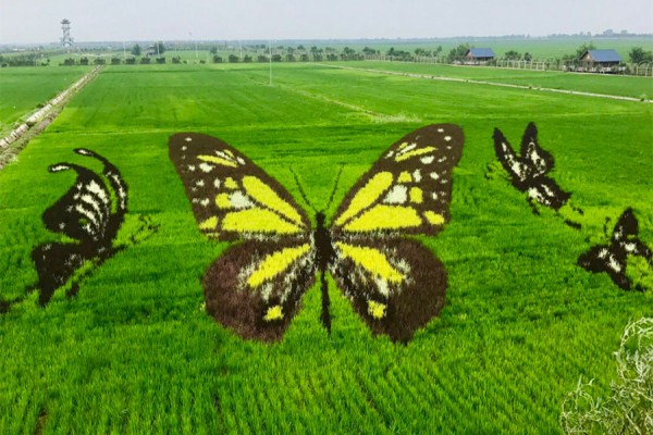 3D paddy field 'art' a highlight of Shenyang