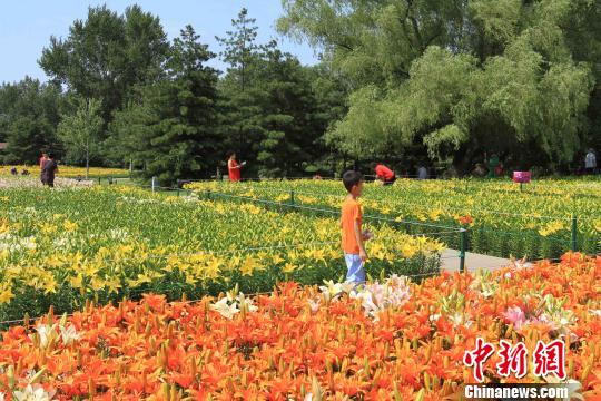 Lilies attract visitors to Shenyang park