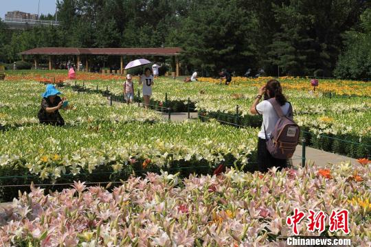 Lilies attract visitors to Shenyang park