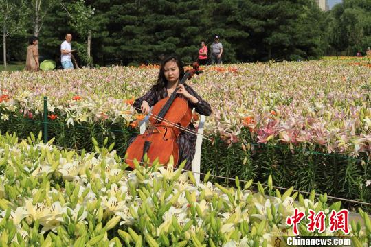 Lilies attract visitors to Shenyang park