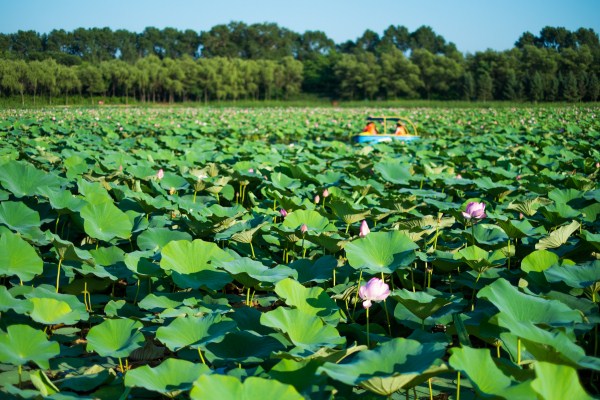 Shenyang Bird Island