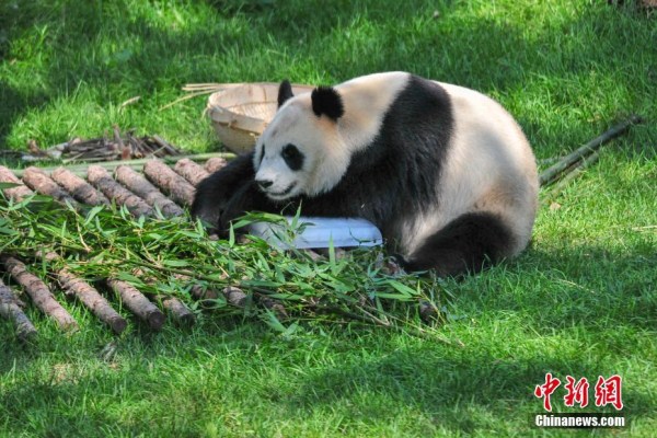 Shenyang pandas stay ice cool