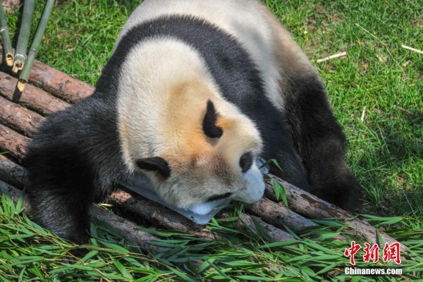 Shenyang pandas stay ice cool