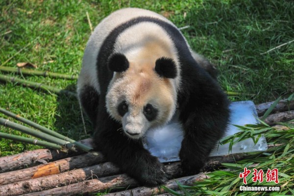 Shenyang pandas stay ice cool