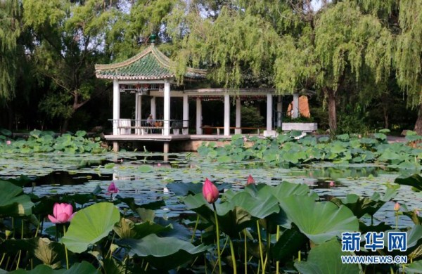 Lotus flowers bloom at Beiling Park in Shenyang