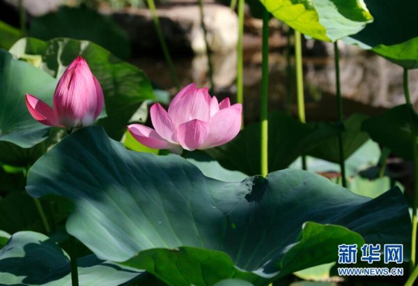 Lotus flowers bloom at Beiling Park in Shenyang