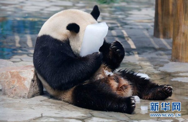 Animals in Shenyang Forest Zoological Garden beat the heat