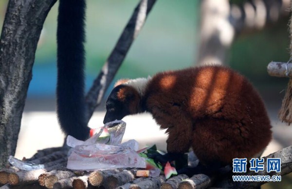 Animals in Shenyang Forest Zoological Garden beat the heat