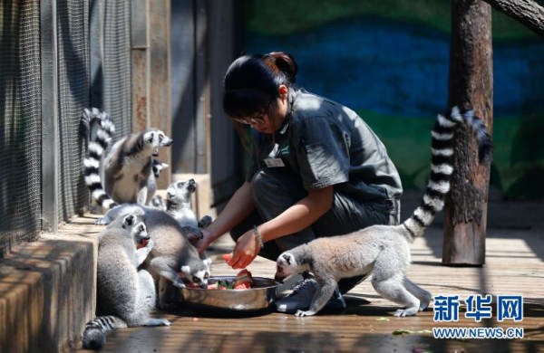 Animals in Shenyang Forest Zoological Garden beat the heat