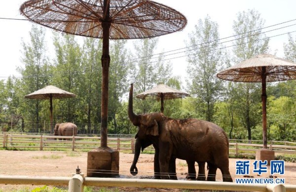 Animals in Shenyang Forest Zoological Garden beat the heat