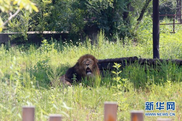 Animals in Shenyang Forest Zoological Garden beat the heat